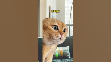Thoughts That Will Snap Your Mind In Half 😎 PART 3 (CAT MEMES🐈) @Ryanhdlombard #shorts