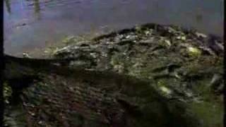 NOAA intro
