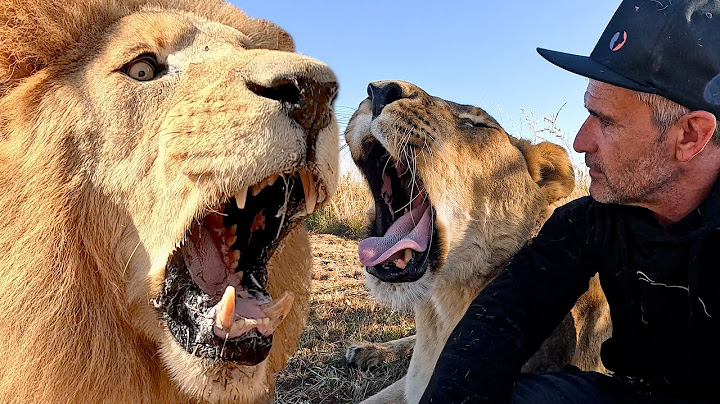 Not Much Time Left with My LION FAMILY | The Lion Whisperer