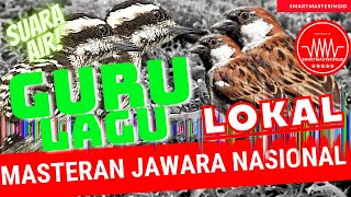 gereja pelatuk beras masteran burung - terbaik