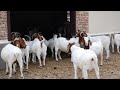 Goat Farming in Sri lanka.We bread high quality goats for milk and dairy derivatives.- elu Palanaya