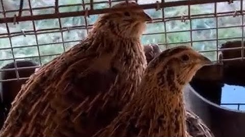 Beginners guide to raising Quail Part 2:Moving Day #quail #homesteading #mullenfarm