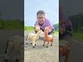 Remote Control 2 Ta Horse Unboxing 😍 #animals