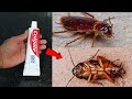 COLGATE MAGIC | How To Kill COCKROACH Within 5 minutes || Home Remedy ||Magic Ingredient | Mr. Maker