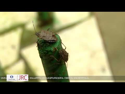 აზიური ფაროსანა მნიშვნელოვანი გამოწვევაა, ამიტომ მის წინააღმდეგ მასშტაბური მობილიზებაა საჭირო