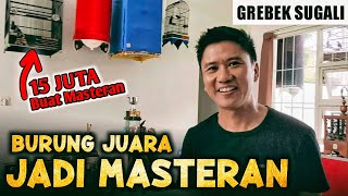 Burung Juara dibuat Masteran - Grebek Roni Sarikat Part 1/2