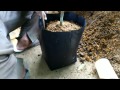 Cara Mengganti polybag