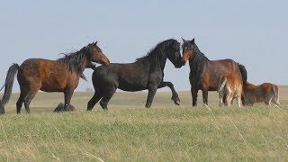 Табун в Кувайской степи