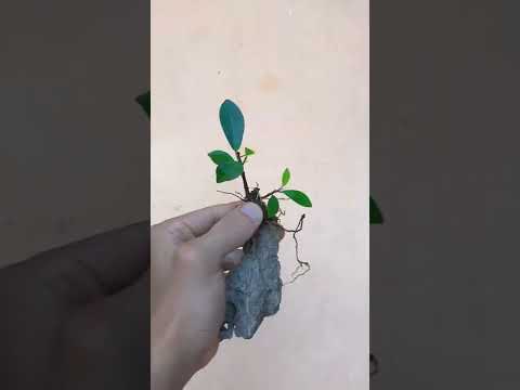 Video: Trồng Hạt Dẻ Ngựa Làm Bonsai: Tìm Hiểu Về Cách Chăm Sóc Cây Dẻ Ngựa Làm Bonsai