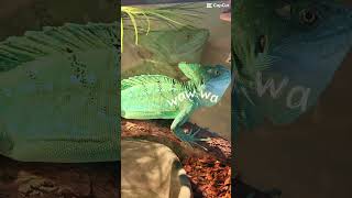 Lizard Lives Better Than Me… | Basilisk Custom Habitat