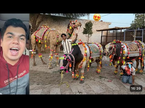 Qurbani Ka Janwaro Ko Saja Dea 😍