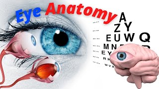 Eyes Anatomy & Function -  Made Easy - Eyeball 3D Animation.