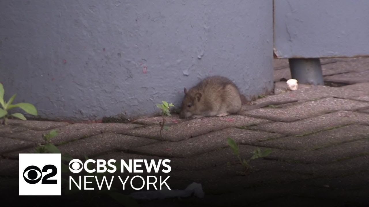 NEIGHBORHOOD×RATS 68260214R01S Will You Be My Neighborhood Rat - YouTube