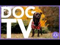 DOG TV - 15 Hours of Wildlife and Nature Walking for Dogs! (Virtual Dog Walk)