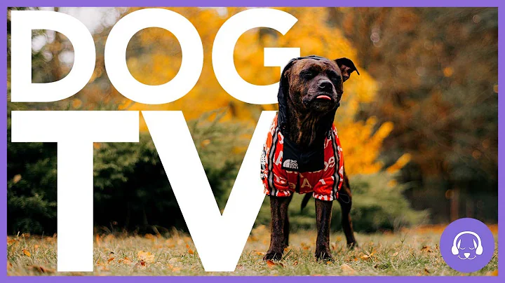 DOG TV - 15 Hours of Wildlife and Nature Walking for Dogs! (Virtual Dog Walk) - DayDayNews