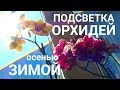 ОРХИДЕИ ПОДСВЕТКА ОСЕНЬЮ и ЗИМОЙ бюджетная и надежная