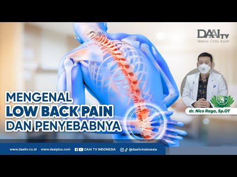 Video: Bagian vertebra mana yang disebut centrum?