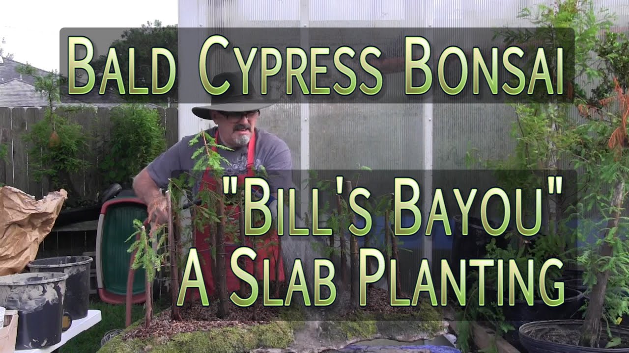 Бонсай-лес из болотных кипарисов - посадка на плитах - "Байу Билла"