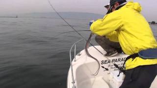 大阪湾タチウオ2011112902