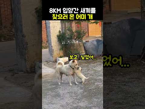 8KM 입양간 새끼를 찾으러 온 어미 개 #강아지 #아기강아지 #어미개 #<strong>동물감동</strong>