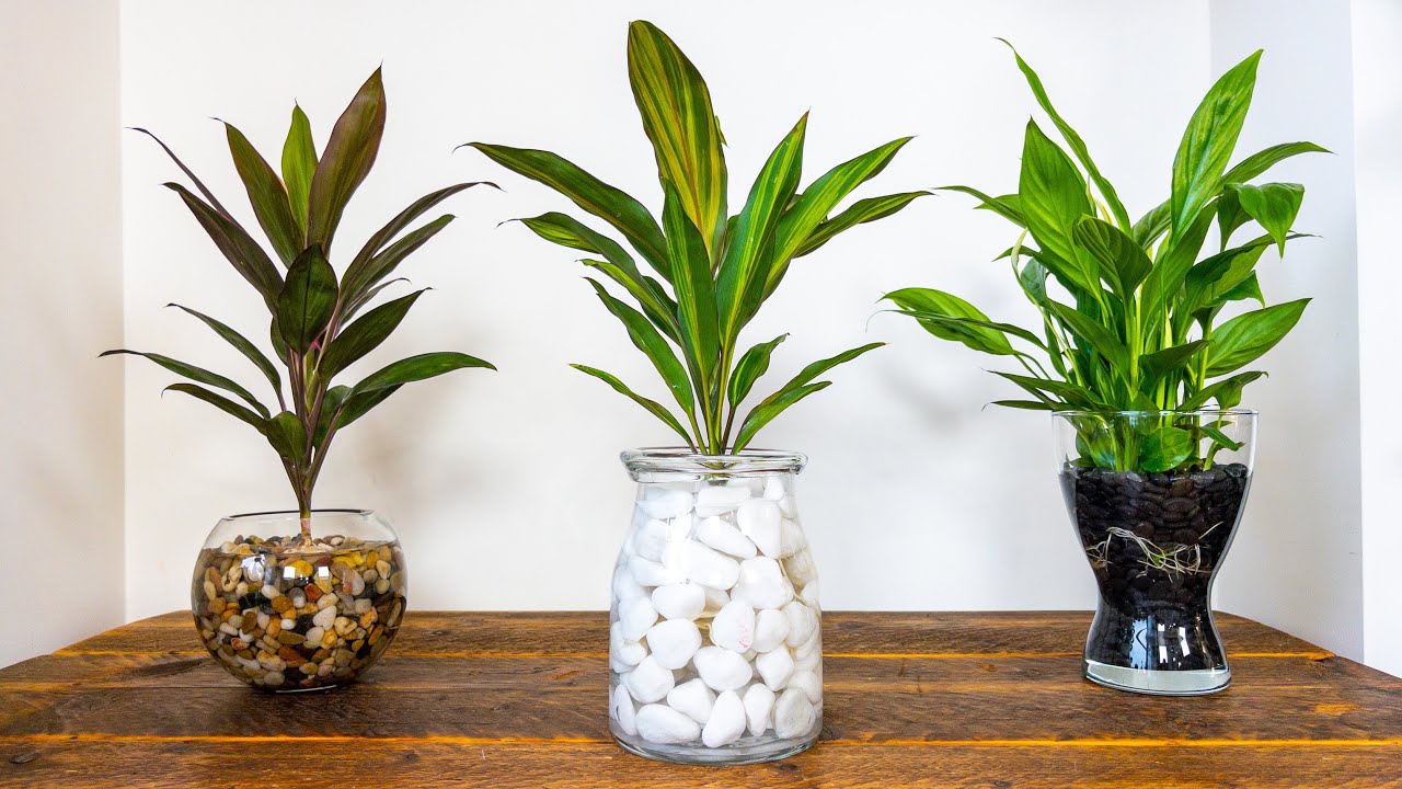 Yes, you can keep your Peace Lily in just water!