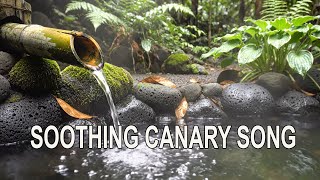 Canary Birds ASMR | Fountain Water & Calm Music screenshot 1