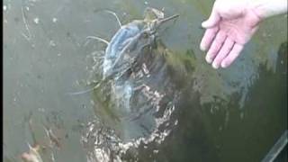 Weekend Angling Missouri Lake of the Ozarks Monster Catfish