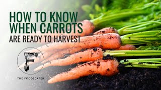 How to know when carrots are ready for harvest