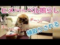ﾐｰｱｷｬｯﾄ&ﾒｲﾝｸｰﾝ 【ベル鳴らし】呼び鈴をおしとやかに鳴らす猫と横取り常習犯現る‥の巻