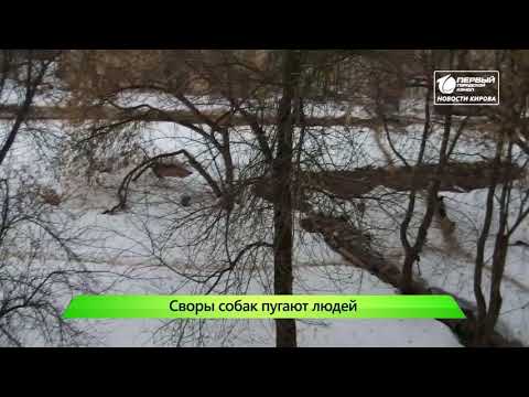Отлов собак 