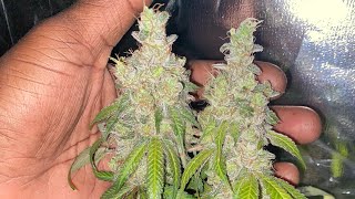 Indoor grow update: buds are chunky and dense