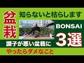 【知らないと枯らします】調子が悪い盆栽にやったらダメなこと３選