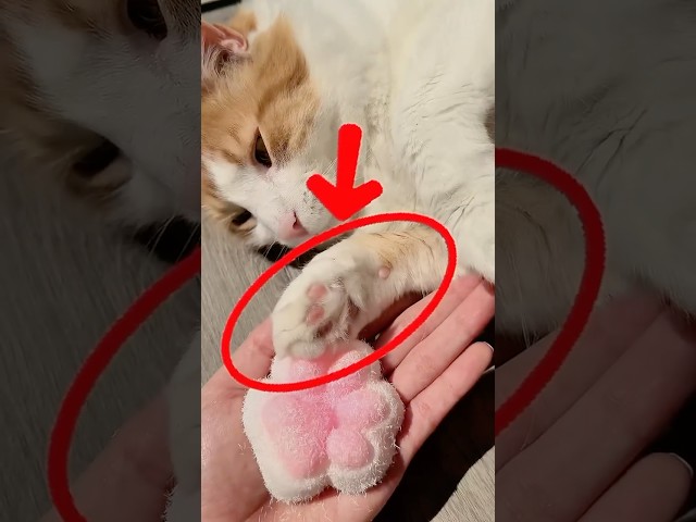 Le robé la pata a mi gato 😱😂