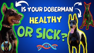 We DNA Test 3 Dobermans—Your Dobie's Results Could Be the Same! by Doberman Planet 10,223 views 5 months ago 18 minutes