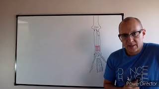 Teórico N° 6: Miología del miembro superior: músculos del antebrazo. Dr. Luciano Esborrat.