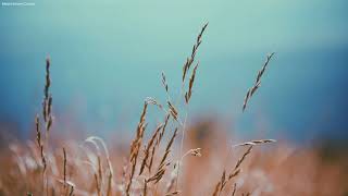 Meditation Music for Stress Relief, Soothing Music, Relaxing Music, Deep Trance Meditation