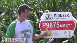 Pioneer P9675AMXT Corn Hybrid - 2800 CHU