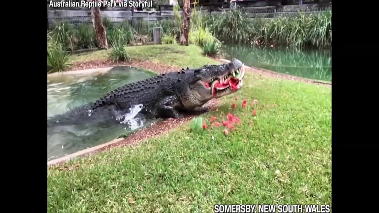 Cranky Crocodile Eats Watermelon In One Powerful Bite Youtube