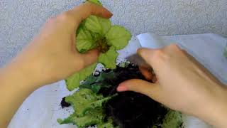 видео: КАК ОМОЛОДИТЬ ФИАЛКУ!ОМОЛОЖЕНИЕ СТАРОЙ ФИАЛКИ!ДЛИННЫЙ СТЕБЕЛЬ У ФИАЛКИ! картинка: КАК ОМОЛОДИТЬ ФИАЛКУ!ОМОЛОЖЕНИЕ СТАРОЙ ФИАЛКИ!ДЛИННЫЙ СТЕБЕЛЬ У ФИАЛКИ!