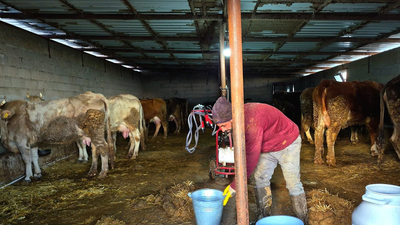 Kənd həyatı göründüyü kimi deyil! Heyvandarlığın Ən Çətin Aspektləri