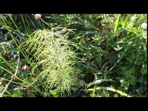 ቪዲዮ: Equisetum sylvaticum የት ይገኛል?