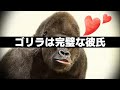 ゴリラが完璧な彼氏すぎる