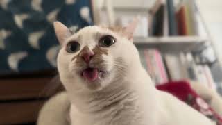 Discover The Funny Face Of Ponopono Cat  貓咪吐舌頭   #funnycats   #lovelycats  #asmr #cutecat