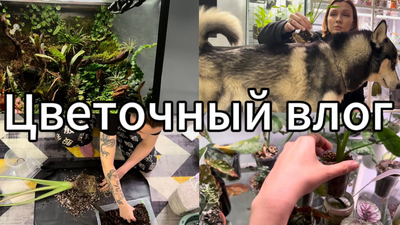 Зелёный влог | Пересадка | Полив | Уборка флорариума | Распаковка