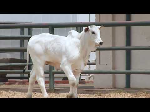 LOTE   283