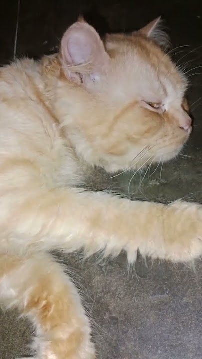 #cat #funny #cute #animals #amanesido #tomy #lifeisbutadream #catvideos #catfunny #haveitoldyoulatel