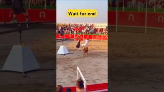 Animal Game Show shors animals shortsfeed