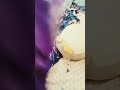 catnap is disappointed
