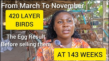 400 Layer Birds From March to November: The Egg Results Before Selling Them at 143 Weeks