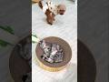 熟睡中のあいちゃんに迫る危機 #猫 #アメリカンショートヘア #shorts